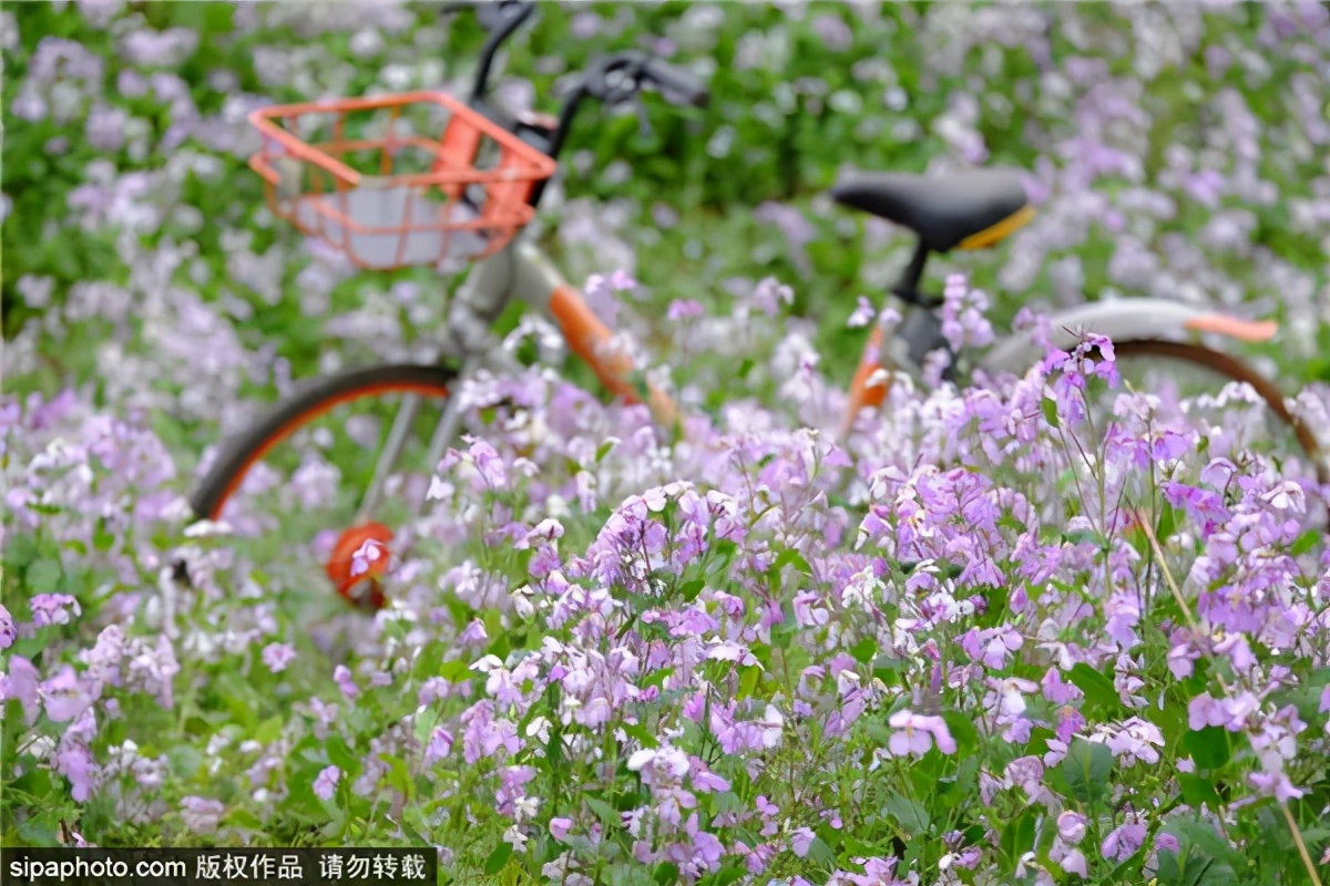 紫色花海哪里最好玩,紫色的花海景点