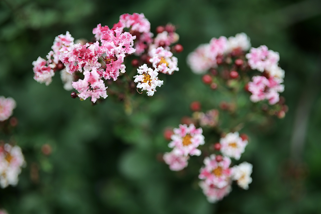 松下lumixspro50mmf1.4,松下lumixs24-105mmf4macro镜头