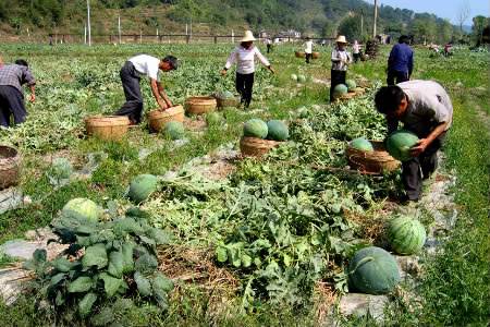 在家种植西瓜怎么起垄,农户如何种植西瓜全教程