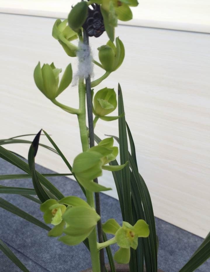 河南洛阳的一颗蕙兰，下山后成为传世名品