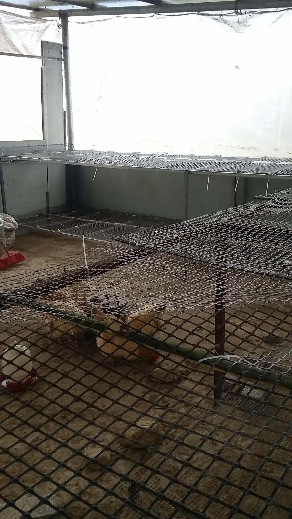 小鸡育雏网床制作方法,怎样搭建小鸡保温棚