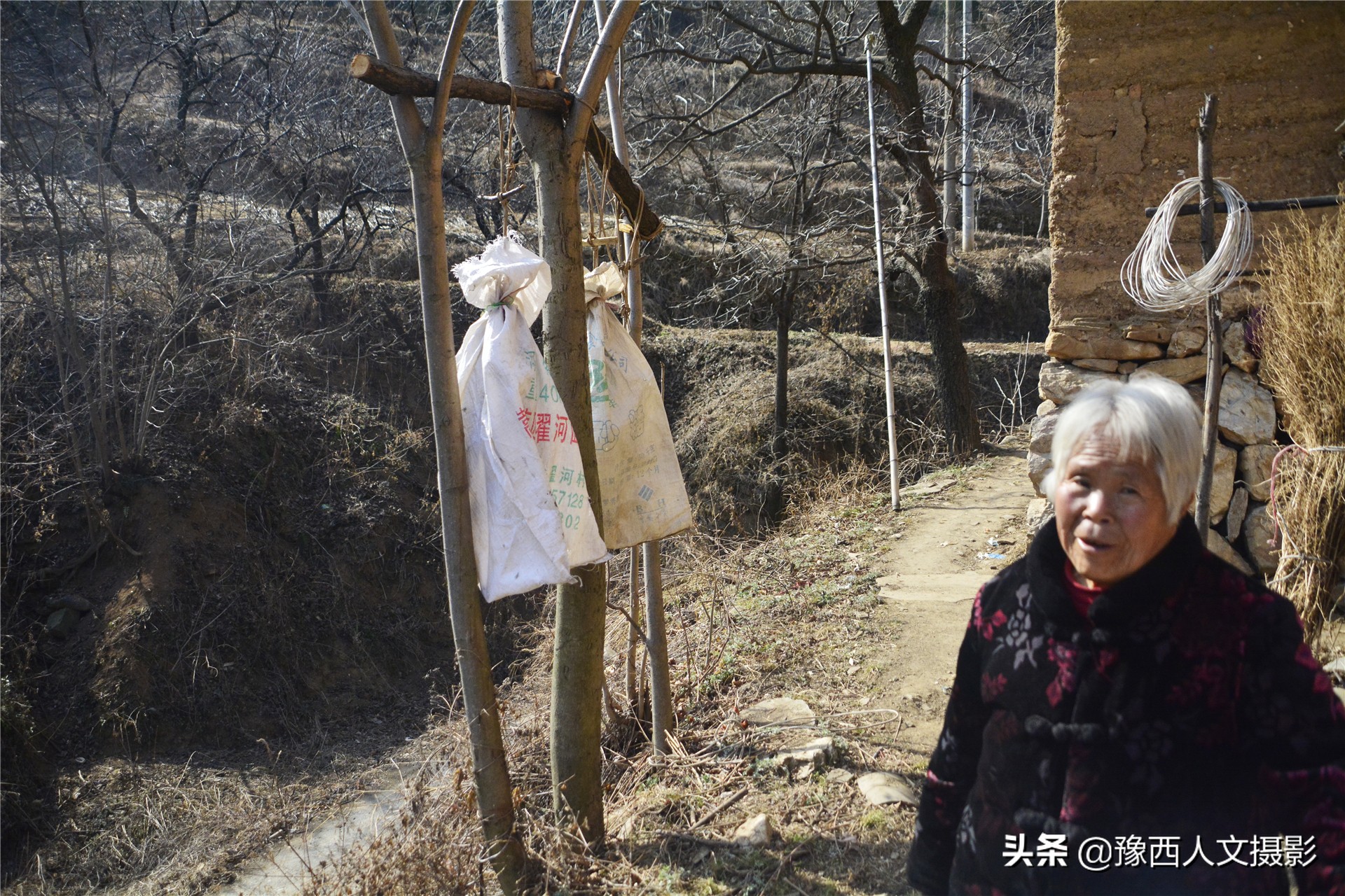 一百多年的老柿树才长这么大,碗口粗无核柿树图片