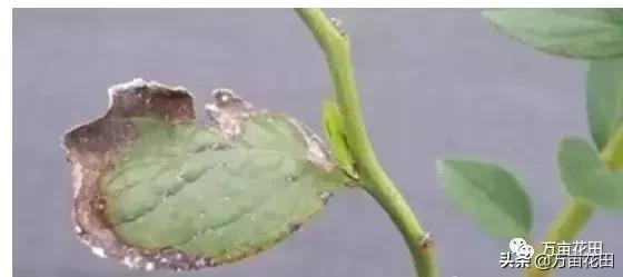 蓝莓缺铁怎么补最快,蓝莓叶子缺铁的表现