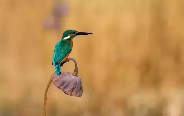 最经典的十首秋分诗词大全,秋分的优美诗词发朋友圈