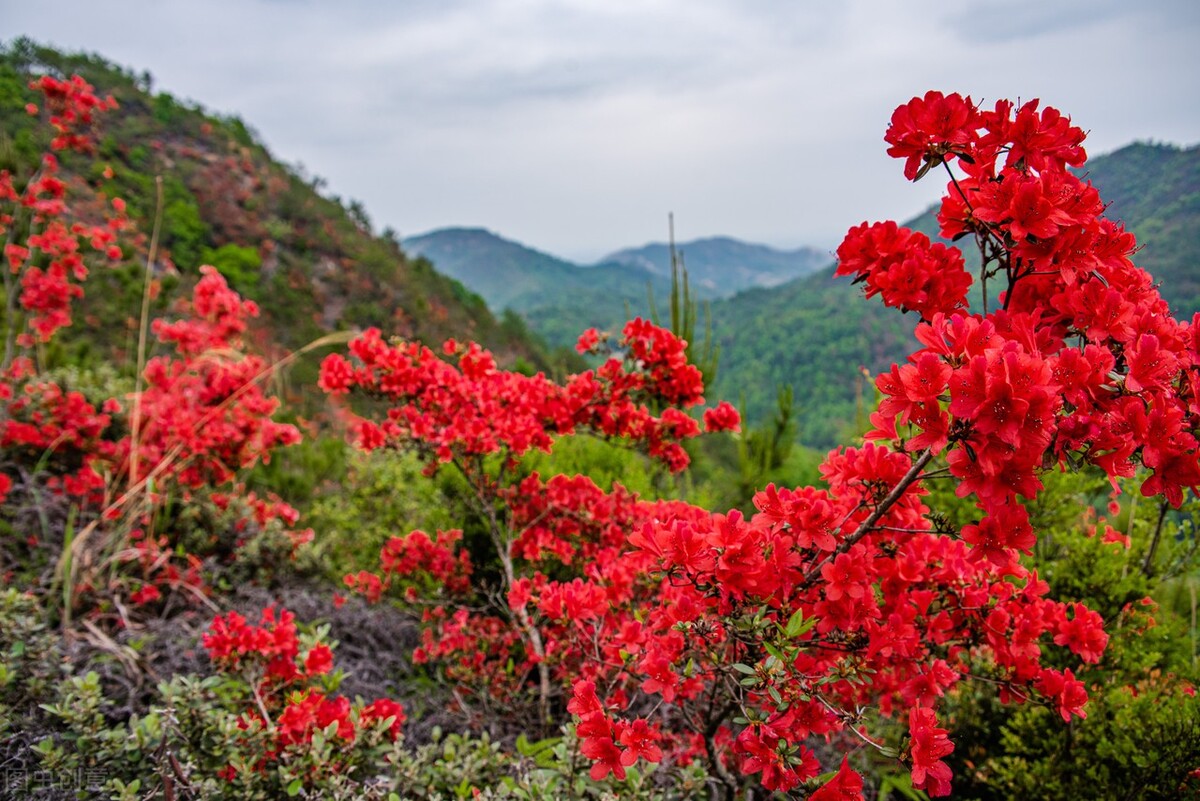 映山红与子归，杜鹃啼血，子归哀鸣