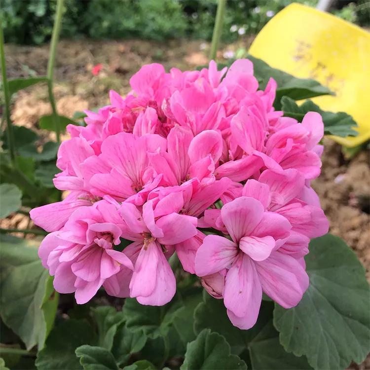 10种天竺葵,天竺葵100种图片大全