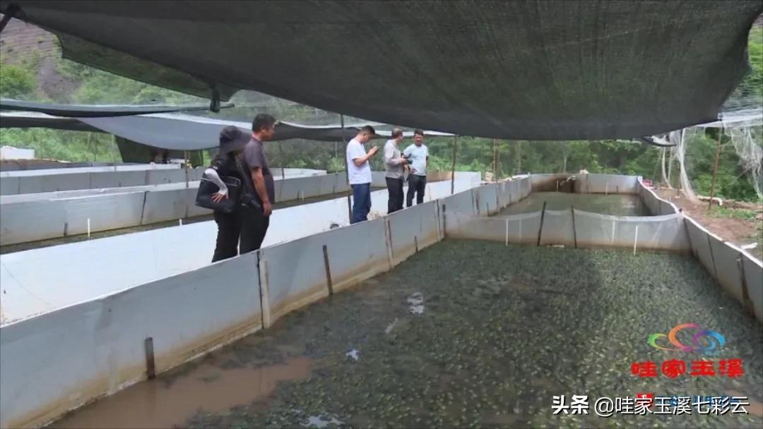 牛蛙养殖生财有道,大龙潭牛蛙养殖前景