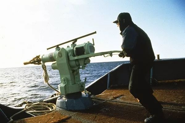 蓝鲸的进化史是什么,脆弱的巨人蓝鲸