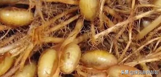 杀灭地下害虫用什么药浇灌,毒辛农药怎样杀灭地下害虫