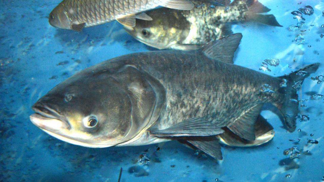 含氧量过高鱼好钓吗,钓鱼怎样判断含氧量高和低