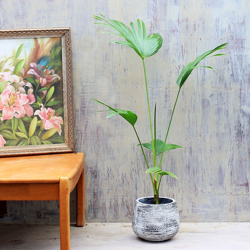 100种绿植大全,50种盆栽绿植花卉大全