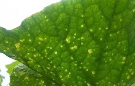 学会这一招,靶斑病不用愁,黄瓜“小黄点”轻松就搞定