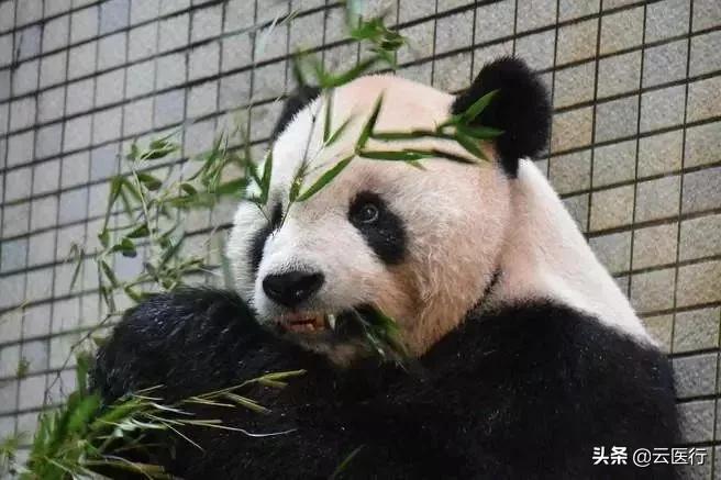 根管治疗后戴牙冠要磨两边的牙,牙齿根管治疗后必须戴牙冠吗