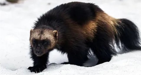 随笔贝加尔湖畔,贝加尔湖旅游随笔