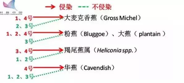 2021年在缅甸种植香蕉有危险吗,香蕉种植有霜冻怎么办