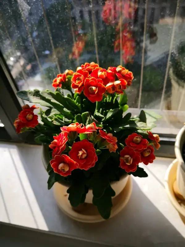 十月适合养什么花,十月现在季节养什么花不怕冷