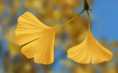 银杏被称为活化石的中国特产,银杏我国特有物种活化石