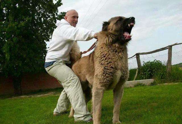 最适合护卫的猛犬狗,既能护卫又能当宠物的猛犬