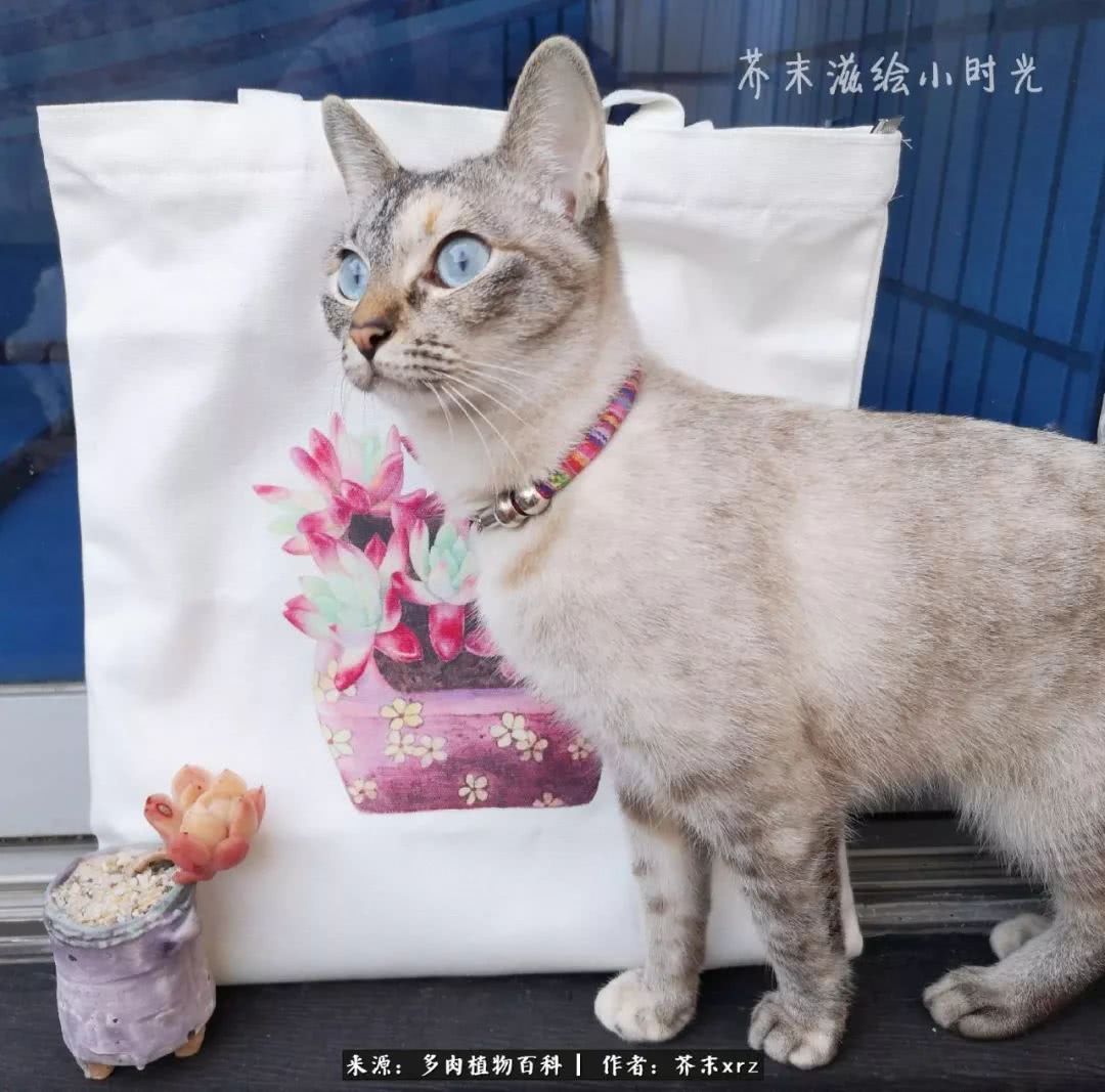 那个爱画多肉的小姑娘带着她的心头肉又来啦！