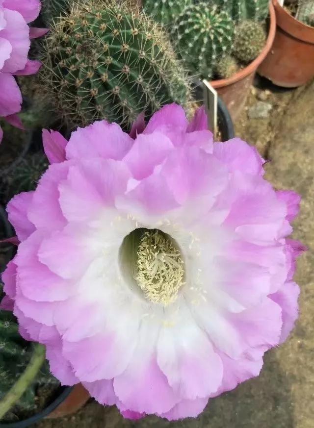 100种仙人球花图片,100种仙人球的品种视频