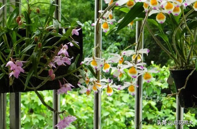 叠鞘石斛与铁皮石斛的区别,肿节石斛和大苞鞘石斛的不同