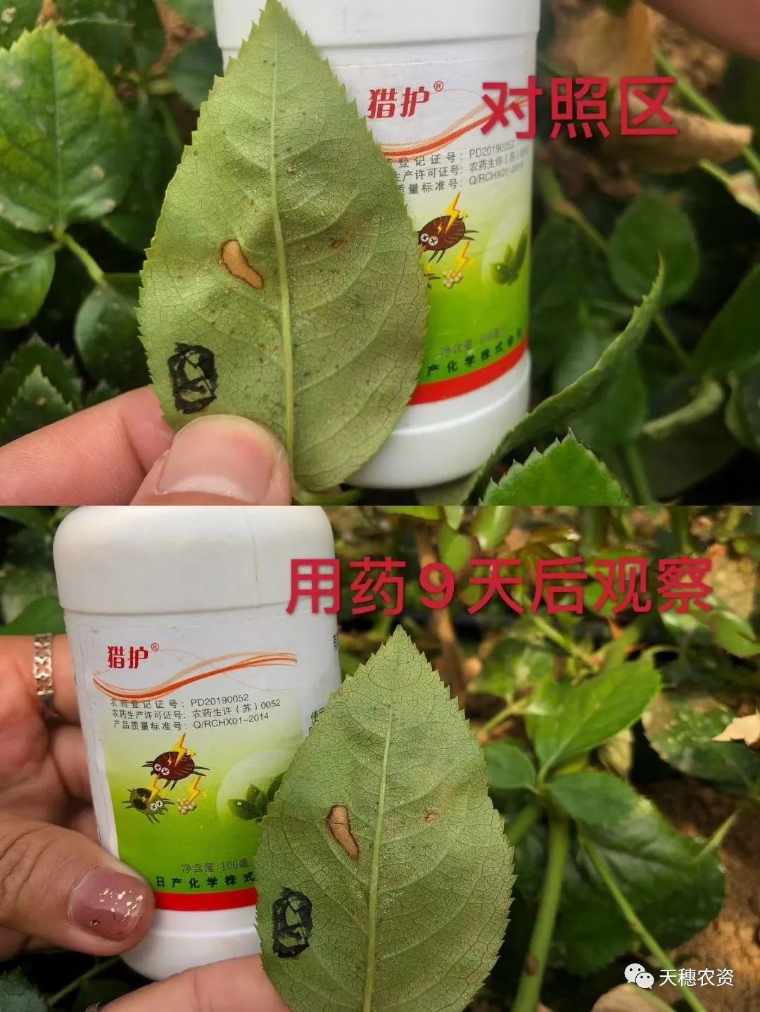 猎护杀虫剂打虫吗,猎护农药