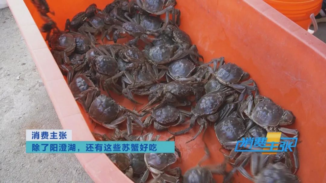阳澄湖大闸蟹捕捞现场,大闸蟹捕捞现场