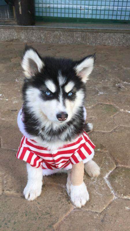 390元可以买一只小哈士奇,养一只哈士奇要多大花销