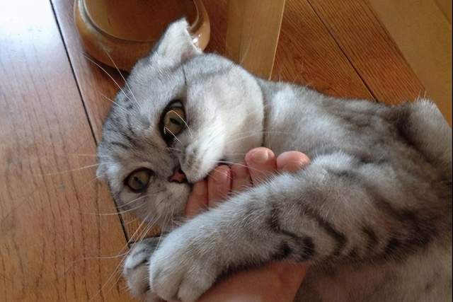 为什么猫咪喜欢舔你手,猫咪喜欢舔你并轻轻咬你