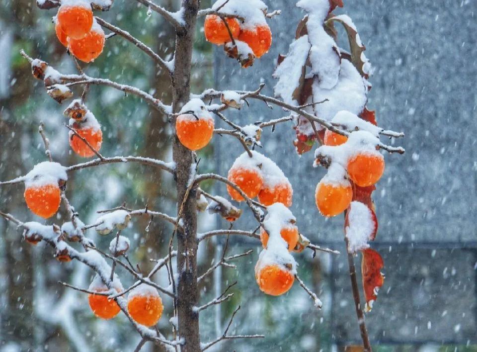 松柏同春的上一句,松柏同春花钱价格