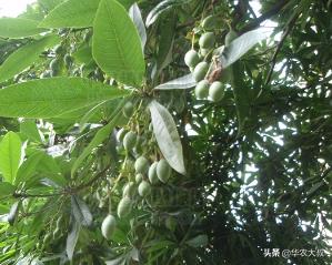 小叶油橄榄与大叶油橄榄的区别,橄榄油的橄榄跟普通橄榄区别