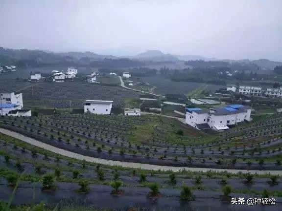 搞农业真的难吗,不打除草剂能除草的方法