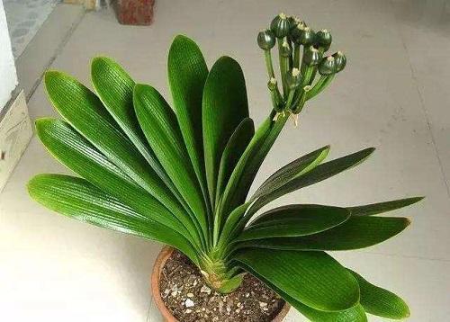 君子兰如何养护才能活得更久,如何养护君子兰不开花