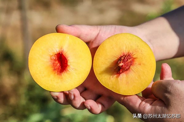 鲜嫩多汁的奉贤黄桃,苏州黄桃现在熟了吗