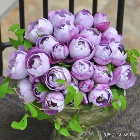 切花大全100种,鲜花大全50种花的花语