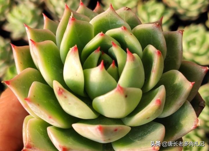 蓝龙多肉的价格是多少,多肉超级蓝龙和蓝龙区别