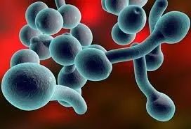 益生菌与健康：唇疱疹、湿疹、尿布疹、鹅口疮