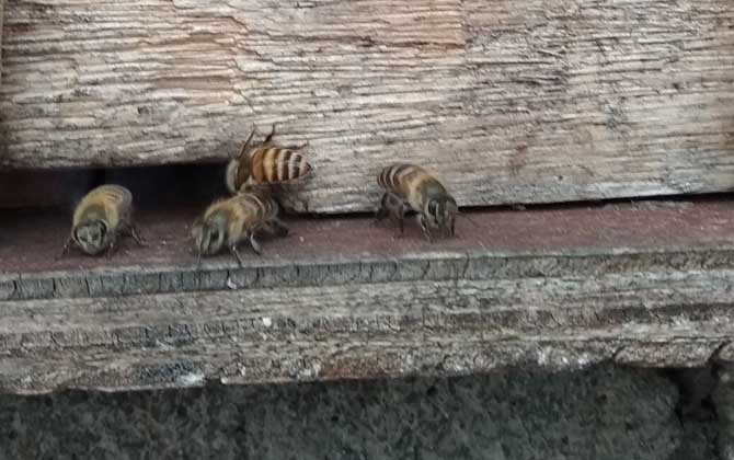 中华蜜蜂圆桶养殖视频,中华蜜蜂养殖工具蜂箱