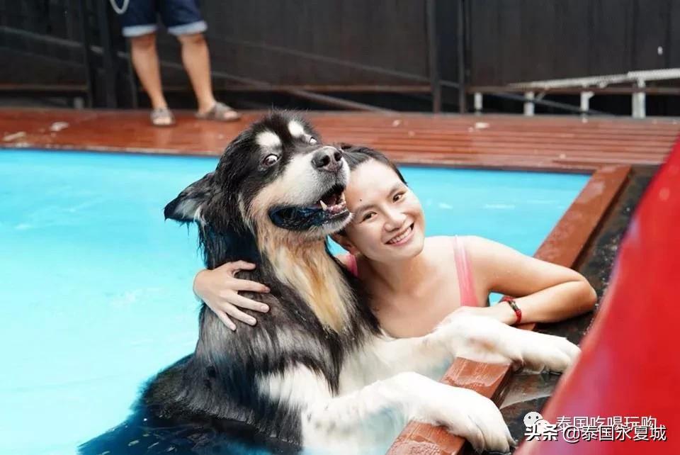 曼谷BigDogCafe|想把每一只狗狗偷偷打包带回家！