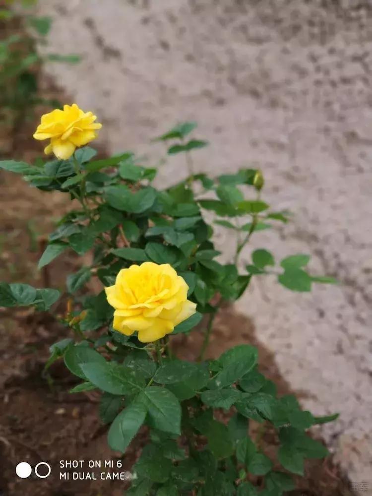 世界上令自己眸生情，见到后再也不爱别人的51个丽人