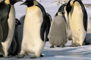 企鹅是不是南极特有动物,企鹅靠什么能在寒冷的南极生活呢