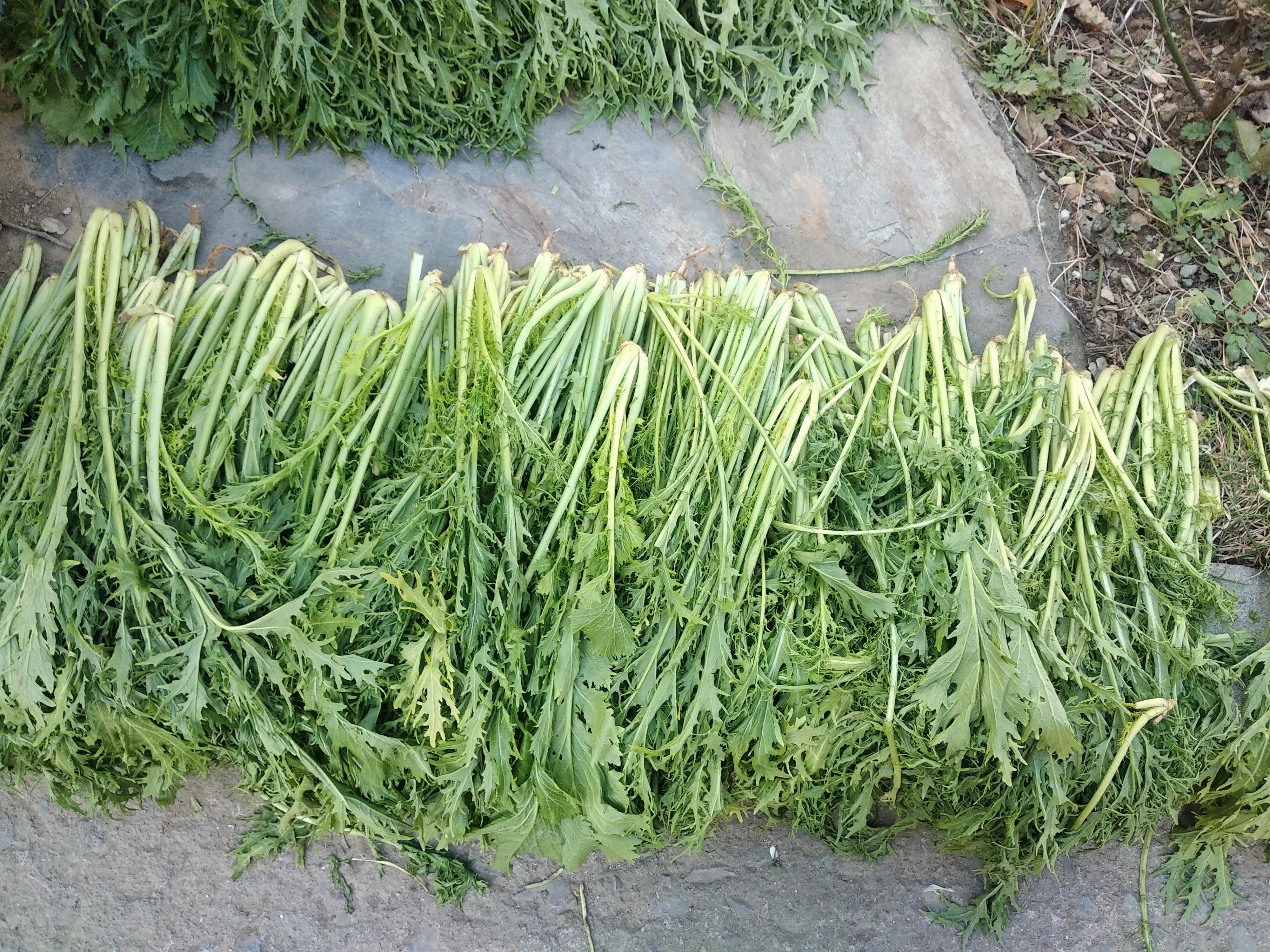 腌雪里蕻用不用倒缸,腌雪里蕻到底用不用洗