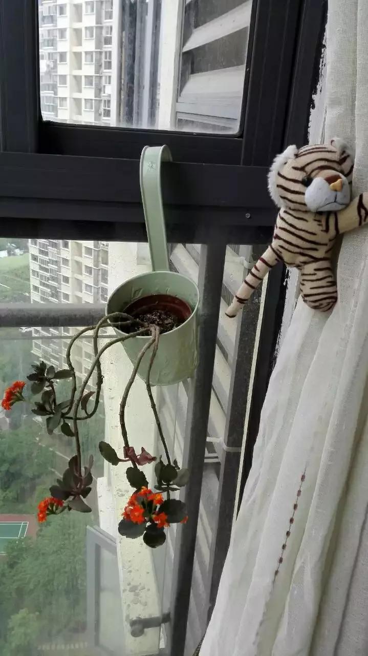 阳台上最美的小花,阳台上盛开的一朵小花
