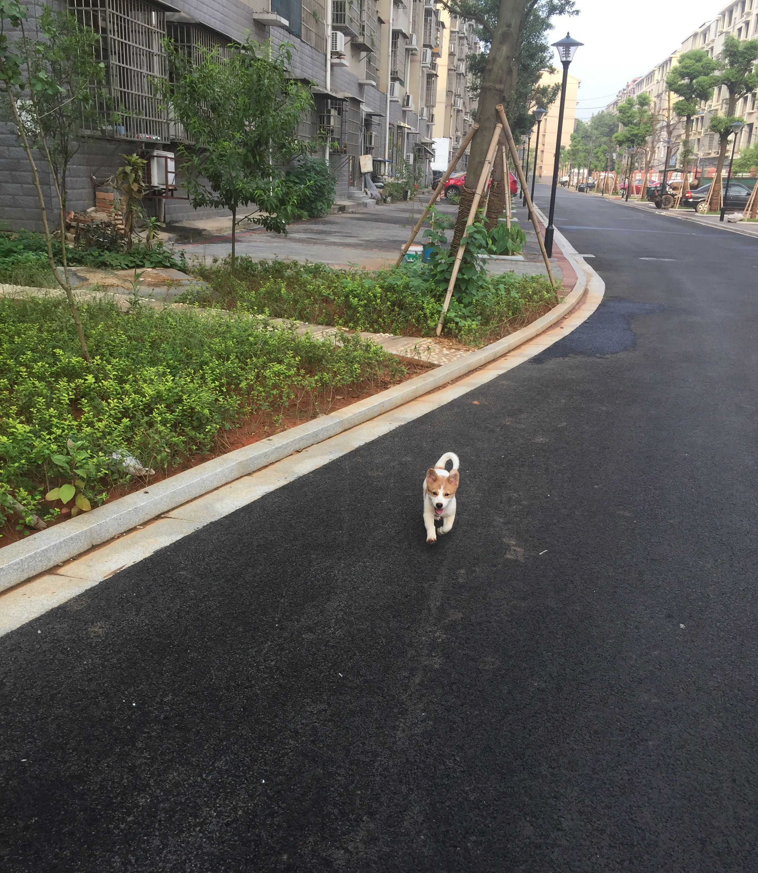 养一只很乖的狗是什么体验,养一只聪明的狗是什么体验