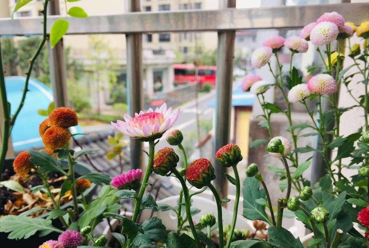 纽扣菊怎么处理来年再开花,纽扣菊一年生还是多年生