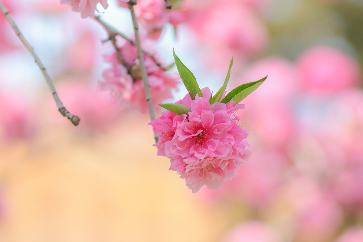 佳能canoneos200dii测评,佳能canoneos200dii单反相机