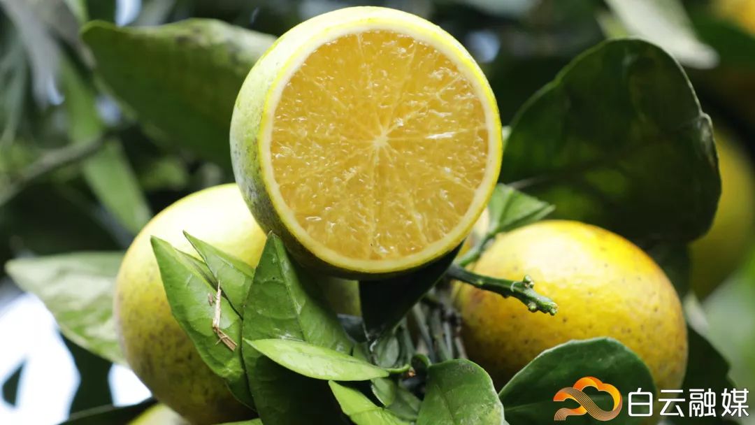 走，去太和！帽峰山下赏红叶、逛农庄、吃烧鸡、住民宿……