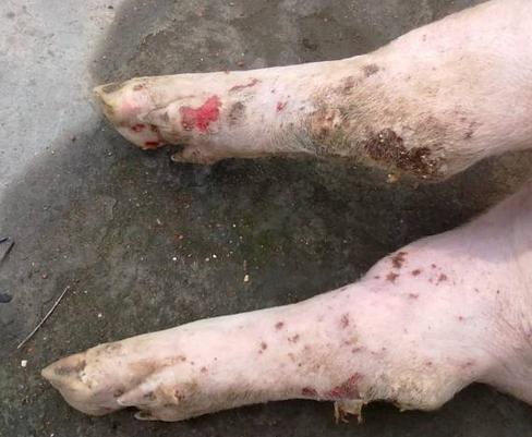 保育猪口蹄疫为什么死亡率那么高,猪口蹄疫死亡率高吗