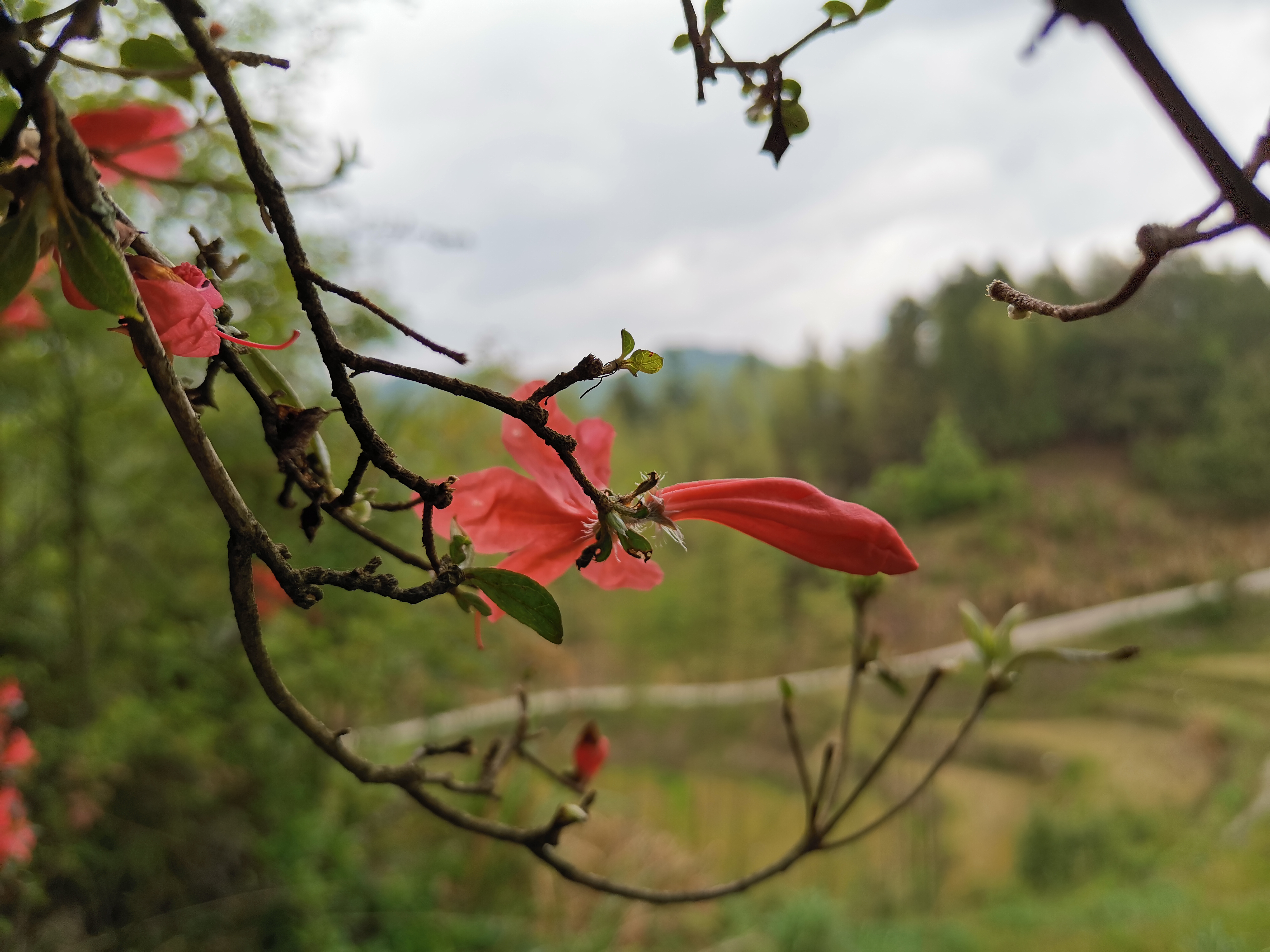 深山野生杜鹃花,中国最好的野生杜鹃花