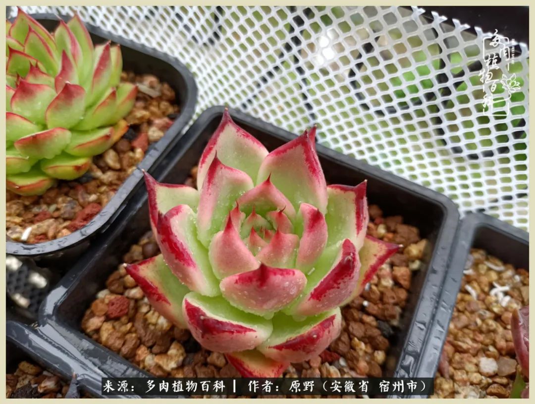 梅雨袭，酷暑至，多肉进入历劫季